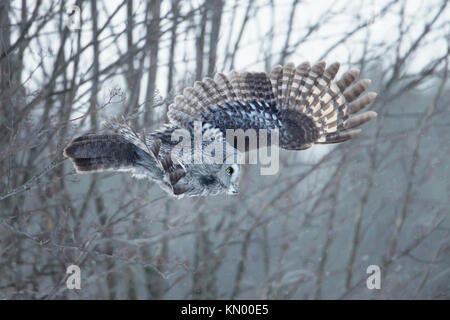 Chouette lapone swooping avec les arbres à l'arrière-plan pendant l'hiver en Finlande Banque D'Images