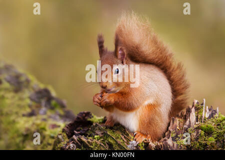 L'Écureuil rouge de manger des noix sur un tronc d'arbre dans la forêt écossaise. Banque D'Images