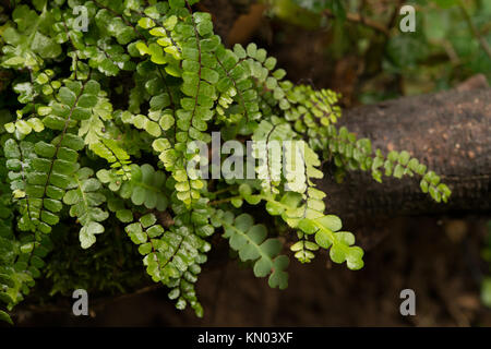 Asplenium viride, spleenwort vert, Aspleniaceae, Jenné, vallée de la rivière Aniene, lazio, Italie, Europe Banque D'Images