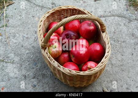 Les pommes biologiques fraîchement cueillis dans un panier (lat.:Malus domestica 'Slava Peremozhtsiam') Banque D'Images