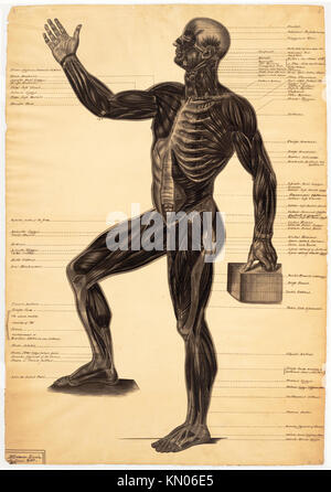Dessin anatomique figure masculine, l'un des trois, par Harriet Hosmer Banque D'Images