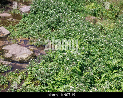 Cresson de fontaine Nasturtium officinale ( ) de plus en plus d'un ruisseau, d'UK en été Banque D'Images