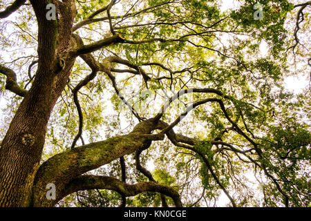 Un gros chêne arbre en Caroline du Sud Banque D'Images