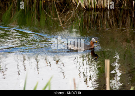 Red-Necked Crebe Rietzer Pêche au lac (voir Rietz), une réserve naturelle près de la ville de Brandebourg dans le nord-est de l'Allemagne Banque D'Images