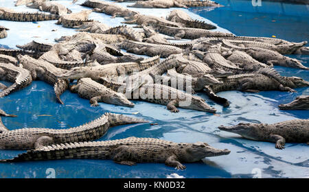 Vue sur une ferme de crocodiles, à Hartley's Crocodile Adventures, Captain Cook Highway, Wangetti, Queensland, Australie Banque D'Images