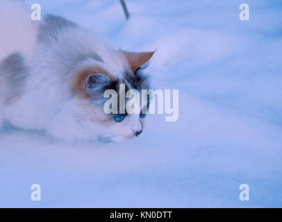 Belle couleur trois cat aux yeux bleus la chasse en hiver sur la neige Banque D'Images