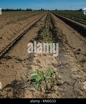 Un système de filtration sable réservoir eaux médias rangées de tomates à l'ranch muller 15 avril 2015 à Woodland, en Californie. (Photo par lance cheung par planetpix) Banque D'Images