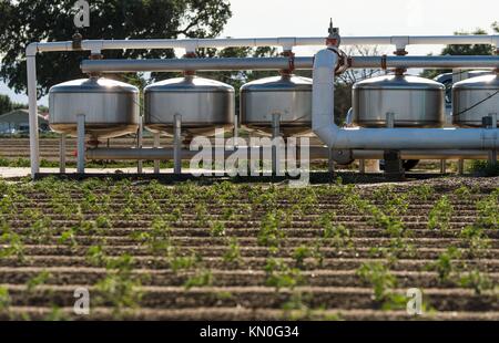 Un système de filtration sable réservoir eaux médias rangées de tomates à l'ranch muller 15 avril 2015 à Woodland, en Californie. (Photo par lance cheung par planetpix) Banque D'Images