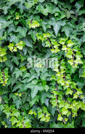 Feuilles de lierre vert lumineux vignes remplir le cadre dans un contexte d'été fraîches et naturelles Banque D'Images