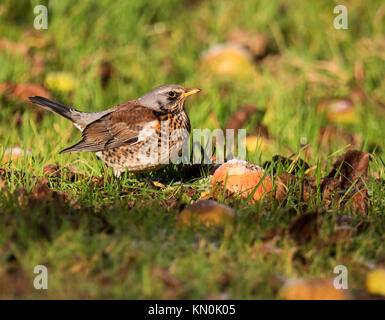 Un f (Turdus Fieldfare) se nourrissant de pommes tombées dans un verger à Warwickshire Banque D'Images