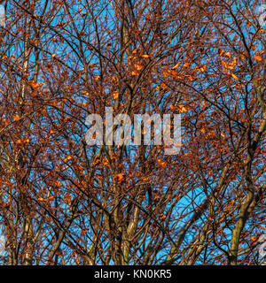 Les feuilles et les branches de Hêtre cuivre contre le bleu de ciel d'hiver Banque D'Images