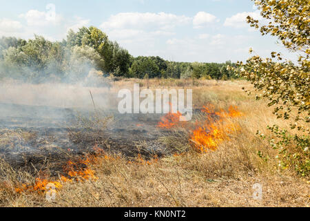 Feux de forêt massive en raison du temps chaud, sec et venteux. Banque D'Images
