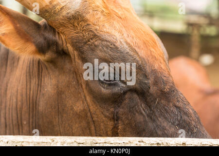 Bull Watusi endeuillés. parce qu'il a été séparé de sa progéniture. Banque D'Images