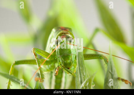Grande sauterelle verte se cachant dans l'herbe verte Banque D'Images