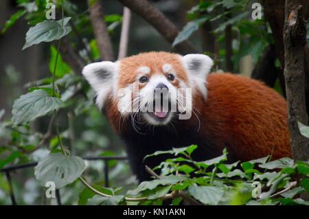 Cheeky Panda rouge Banque D'Images