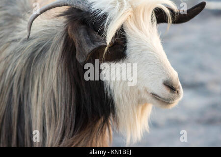 Chèvre blanche et marron. Chèvre sur les montagnes. Close up et la tête de mammifère Banque D'Images