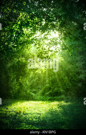 La lumière du soleil qui brillait à travers les arbres en bois Banque D'Images