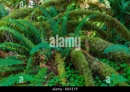 Sur le sentier de la nature de l'épinette dans la forêt tropicale de Hoh iin Olypmic Parc National dans l'État de Washington aux États-Unis Banque D'Images