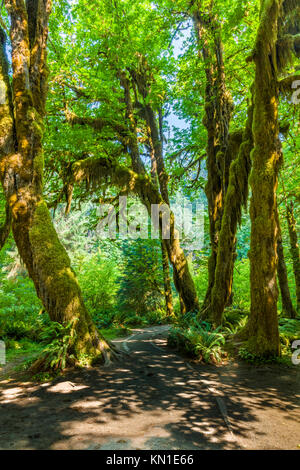 Hall de mousses sentier dans la forêt tropicale de Hoh iin Olypmic Parc National dans l'État de Washington aux États-Unis Banque D'Images