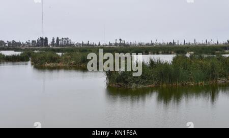 Lima, Pérou - Novembre 1st, 2017 : 'Los Pantanos de Villa', un sanctuaire d'oiseaux et d'animaux sauvages à la périphérie de la Chorillos district de Lima, Pérou Banque D'Images