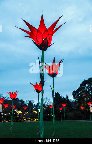 Wisley, Surrey, UK, 09 décembre 2017. Lumineux, brillant, fleurs géantes fantastique comme ces tulipes rouges forment un écran couleur de dans la soirée à l'assemblée annuelle de Noël fêtes Glow événement au Jardins de la Royal Horticultural Society à Wisley, organisé par l'ERS en partenariat avec Smart Energy GB, Crédit : Graham Prentice/Alamy Live News. Banque D'Images