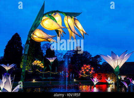 Wisley, Surrey, UK, 09 décembre 2017. Lumineux, brillant, fleurs géant fantastique forment un écran couleur de dans la soirée à l'assemblée annuelle de Noël fêtes Glow événement au Jardins de la Royal Horticultural Society à Wisley, organisé par l'ERS en partenariat avec Smart Energy GB, Crédit : Graham Prentice/Alamy Live News. Banque D'Images