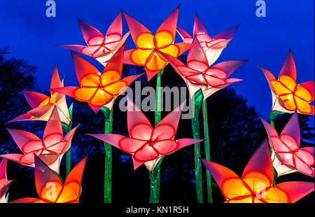 Wisley, Surrey, UK, 09 décembre 2017. Lumineux, brillant, fleurs géant fantastique forment un écran couleur de dans la soirée à l'assemblée annuelle de Noël fêtes Glow événement au Jardins de la Royal Horticultural Society à Wisley, organisé par l'ERS en partenariat avec Smart Energy GB, Crédit : Graham Prentice/Alamy Live News. Banque D'Images