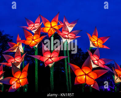 Wisley, Surrey, UK, 09 décembre 2017. Lumineux, brillant, fleurs géant fantastique forment un écran couleur de dans la soirée à l'assemblée annuelle de Noël fêtes Glow événement au Jardins de la Royal Horticultural Society à Wisley, organisé par l'ERS en partenariat avec Smart Energy GB, Crédit : Graham Prentice/Alamy Live News. Banque D'Images