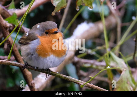 Aberystwyth, Pays de Galles, Royaume-Uni. Déc 10, 2017. Le dirigeant d'une robin à la recherche de nourriture après la première chute de neige de l'année. Credit : Alan Hale/Alamy Live News Banque D'Images