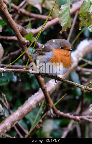 Aberystwyth, Pays de Galles, Royaume-Uni. Déc 10, 2017. Le dirigeant d'une robin à la recherche de nourriture après la première chute de neige de l'année. Credit : Alan Hale/Alamy Live News Banque D'Images