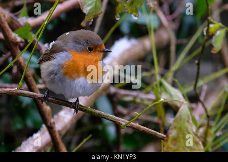 Aberystwyth, Pays de Galles, Royaume-Uni. Déc 10, 2017. Le dirigeant d'une robin à la recherche de nourriture après la première chute de neige de l'année. Credit : Alan Hale/Alamy Live News Banque D'Images