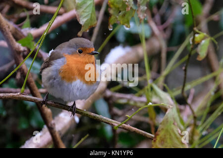 Aberystwyth, Pays de Galles, Royaume-Uni. Déc 10, 2017. Le dirigeant d'une robin à la recherche de nourriture après la première chute de neige de l'année. Credit : Alan Hale/Alamy Live News Banque D'Images