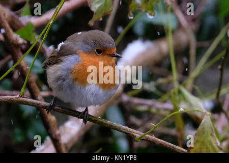 Aberystwyth, Pays de Galles, Royaume-Uni. Déc 10, 2017. Le dirigeant d'une robin à la recherche de nourriture après la première chute de neige de l'année. Credit : Alan Hale/Alamy Live News Banque D'Images