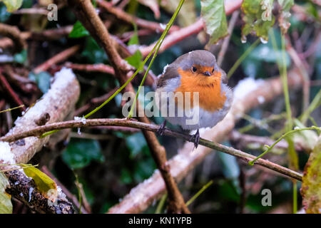 Aberystwyth, Pays de Galles, Royaume-Uni. Déc 10, 2017. Le dirigeant d'une robin à la recherche de nourriture après la première chute de neige de l'année. Credit : Alan Hale/Alamy Live News Banque D'Images