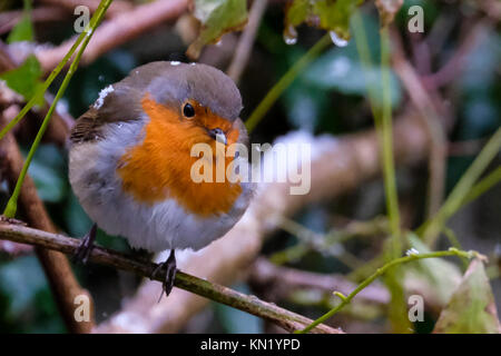 Aberystwyth, Pays de Galles, Royaume-Uni. Déc 10, 2017. Le dirigeant d'une robin à la recherche de nourriture après la première chute de neige de l'année. Credit : Alan Hale/Alamy Live News Banque D'Images