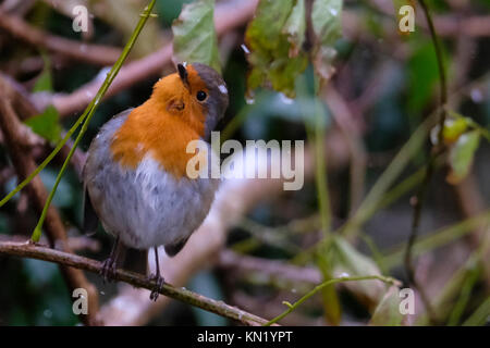 Aberystwyth, Pays de Galles, Royaume-Uni. Déc 10, 2017. Le dirigeant d'une robin à la recherche de nourriture après la première chute de neige de l'année. Credit : Alan Hale/Alamy Live News Banque D'Images