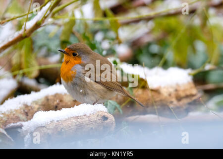 Aberystwyth, Pays de Galles, Royaume-Uni. Déc 10, 2017. Le dirigeant d'une robin à la recherche de nourriture après la première chute de neige de l'année. Credit : Alan Hale/Alamy Live News Banque D'Images