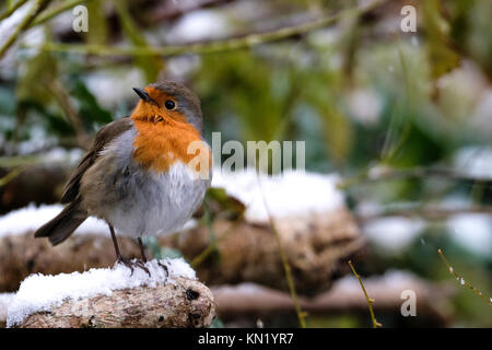 Aberystwyth, Pays de Galles, Royaume-Uni. Déc 10, 2017. Le dirigeant d'une robin à la recherche de nourriture après la première chute de neige de l'année. Credit : Alan Hale/Alamy Live News Banque D'Images