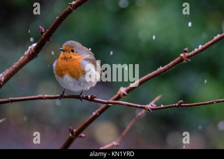 Aberystwyth, Pays de Galles, Royaume-Uni. Déc 10, 2017. Le dirigeant d'une robin à la recherche de nourriture après la première chute de neige de l'année. Credit : Alan Hale/Alamy Live News Banque D'Images