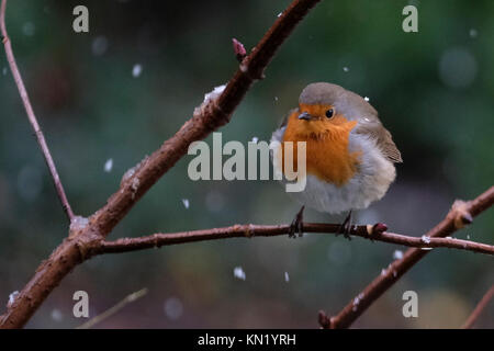 Aberystwyth, Pays de Galles, Royaume-Uni. Déc 10, 2017. Le dirigeant d'une robin à la recherche de nourriture après la première chute de neige de l'année. Credit : Alan Hale/Alamy Live News Banque D'Images