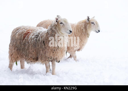 Herefordshire, UK - Décembre 2017 - moutons dans leur domaine de la neige à la recherche de nourriture, ce mouton est couvert de débris de grignoter dans la haie qui entoure le terrain. Photo Steven Mai / Alamy Live News Banque D'Images