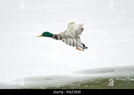 New Mills, High Peak, Derbyshire UK 10 décembre 2017 un canard colvert mâle survole un étang gelé à la nouvelle Mills Nature Center. Crédit : John Fryer/Alamy Live News Banque D'Images