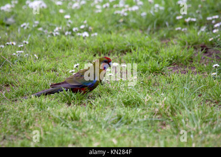 Crimson Rosella de nourriture des oiseaux juvéniles dans les prairies à Victoria en Australie Banque D'Images