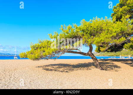 Pine Tree vert sur la célèbre plage de Zlatni Rat n Bol town, île de Brac, Croatie Banque D'Images