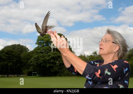 Judith Wakelam sortir un poussin swift commun orphelins (Apus apus) elle a favorisé et nourris jusqu'à ce qu'il était prêt à voler à Warlington, Suffolk, UK Banque D'Images