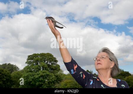 Judith Wakelam sortir un poussin swift commun orphelins (Apus apus) elle a favorisé et nourris jusqu'à ce qu'il était prêt à voler à Warlington, Suffolk, UK Banque D'Images
