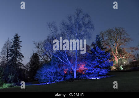 RHS Gardens - Glow Harlow Carr Illuminations Hiver Banque D'Images