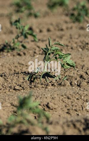 Un système de filtration sable réservoir eaux médias rangées de tomates à l'ranch muller 15 avril 2015 à Woodland, en Californie. (Photo par lance cheung par planetpix) Banque D'Images