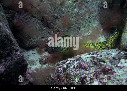 Grand Moray, Fuerteventura, îles canaries Banque D'Images