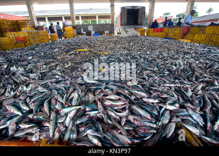 Affiche les sardines pour vente aux enchères au port de pêche de Neendakara, Kollam, Kerala, Inde, port d'Asie, Indian Harbour,pêche,pradeep subramanian Banque D'Images